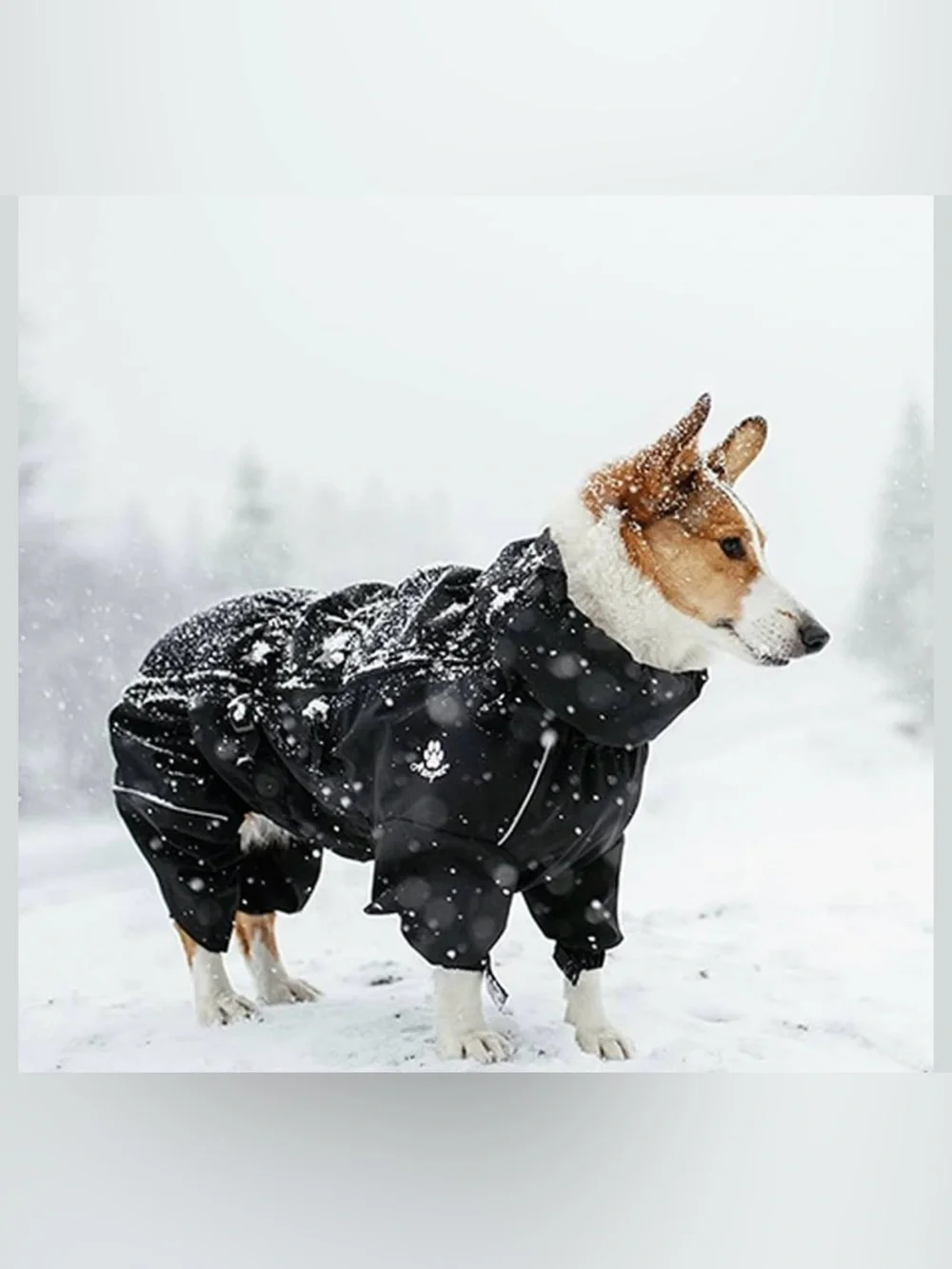 NWOT Asmpet Waterproof Black Dog Coat for Pets 2XL S63